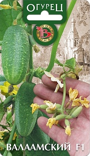 Огурец Валаамский F1, 8 шт. Биотехника