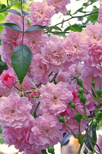 Роза почвопокровная Фэйри