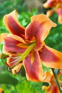 Лилия ОТ-гибрид Дебби, 12/14, 1 шт.