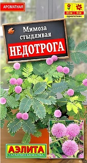 Мимоза Недотрога, 10 шт.