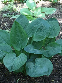 Хоста Блю Амбреллас, 1 шт.