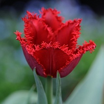 Тюльпан бахромчатый Валерий Гергиев, 11/12, 1 шт.