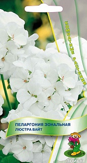 Пеларгония зональная Люстра Вайт, 5 шт. Комнатные растения