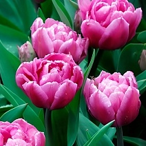 Тюльпан махровый ранний Диор, 11/12, 1 шт.