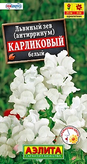 Львиный зев Карликовый, белый, 10 шт.