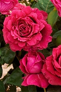 Роза флорибунда Роза 4х ветров (Роз де Катро Вант)