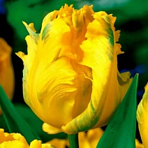 Тюльпан попугайный Ян Ван Нес Пэррот, 11/12, 1 шт.