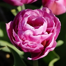 Тюльпан махровый поздний Тейблданс, 11/12, 1 шт.