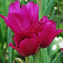 Тюльпан многоцветковый Найт Клаб, 11/12, 1 шт.