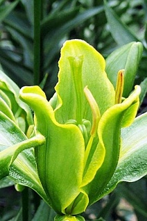 Лилия азиатская Йеллоу Пэррот, 12/14, 1 шт.