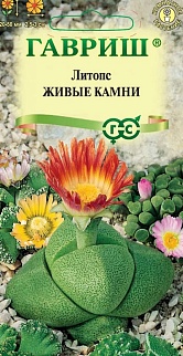 Литопс Живые камни, 5 шт.