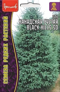 Ель Канадская Густая Black Hills SD (Черные холмы), 10 шт.