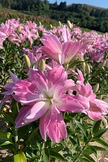 Лилия восточная махровая Лотус Элеганс, 16/18, для выгонки, 1 шт.