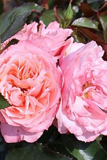 Роза флорибунда Боттичелли/ЦКор