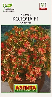 Колеус Колоча F1 скарлет, 5 шт.