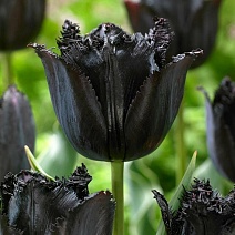 Тюльпан простой поздний Блэк Бин, 11/12, 1 шт.