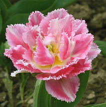 Тюльпан махровый бахромчатый Кул Кристал, 11/12, 1 шт.