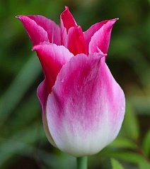 Тюльпан лилиецветный Висперинг Дрим, 11/12, 1 шт.