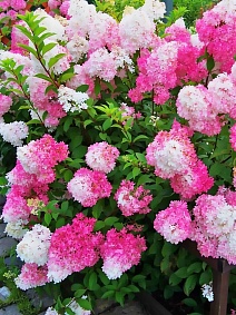 Гортензия метельчатая Фрайз Мелба