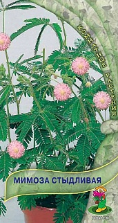 Мимоза стыдливая, 0,3 г Комнатные растения