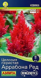 Целозия перистая Аррабона ред, 7 шт.