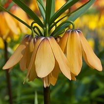 Фритиллярия Раскаль Вивальди, 14/16, 1 шт.