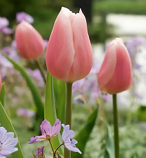 Тюльпан триумф Габриелла, 11/12, 1 шт.