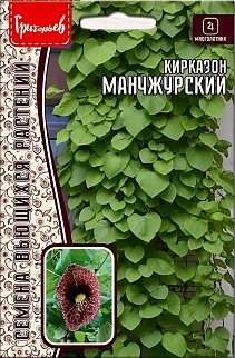 Кирказон Манчжурский, 20 шт.