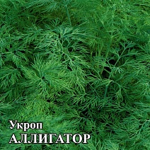 Укроп Аллигатор, 50 г. Фермерское подворье.