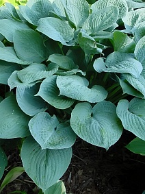 Хоста Блю Гавайи, 1 шт.