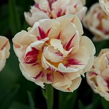 Тюльпан махровый ранний Флэминг Маргарита, 11/12, 1 шт.