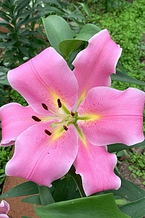 Лилия ОТ-гибрид Диаманте, 16/18, для выгонки, 1 шт.