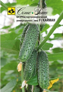 Огурец Кайман F1, 10 шт. Семко.