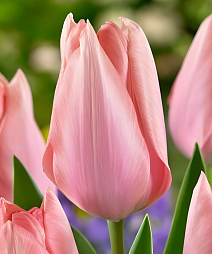 Тюльпан фостера Поко Локо, 11/12, 1 шт.