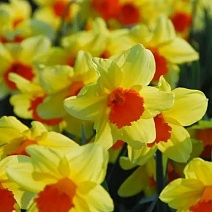 Нарцисс крупноцветковый Фортиссимо, 12/14, 1 шт.