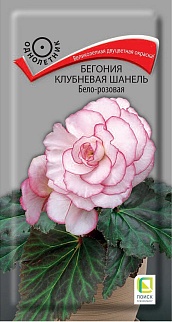 Бегония клубневая Шанель Бело-розовая, 5 шт.