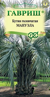 Бутия головчатая Мануэла, 3 шт.