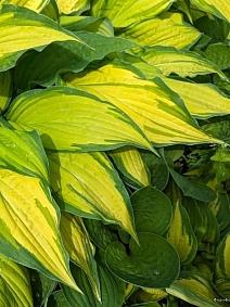 Хоста Липстик Кисс, 1 шт.