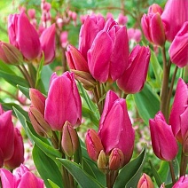 Тюльпан многоцветковый Хэппи Фэмили, 11/12, 1 шт.