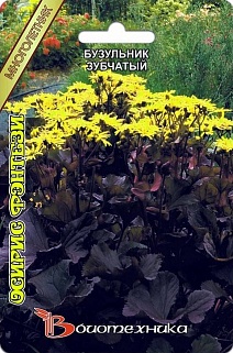 Бузульник зубчатый Осирис Фэнтези, 5 шт. Биотехника