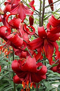 Лилия Рэд Флейвоур, 12/14, 1 шт.