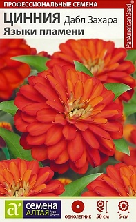 Цинния Дабл Захара Языки пламени, 6 шт. 