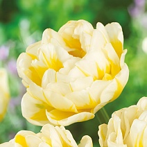 Тюльпан махровый многоцветковый Эвита, 11/12, 1 шт.