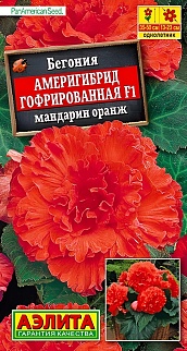 Бегония гофрированная Америгибрид F1, мандарин оранж, 5 шт.