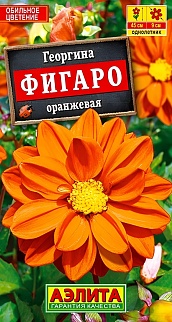 Георгина Фигаро, оранжевая, махровая, 7 шт.