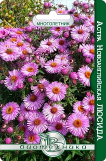 Астра ново-английская Люсида, 40 шт. Биотехника