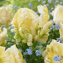 Тюльпан попугайный Винтер Пэррот, 11/12, 1 шт.