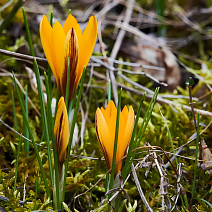 Крокус ботанический Узколистный, 5/7, 1 шт.