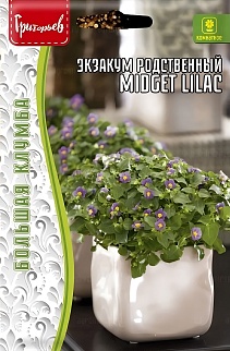 Экзакум Midget Lilac родственный, 10 шт.