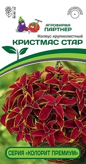 Колеус крупнолистный Кристмас Стар, 5 шт. Колорит Премиум